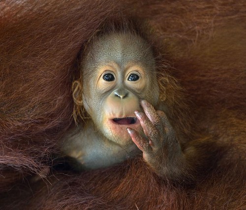 The 2014 Sony World Photography Awards