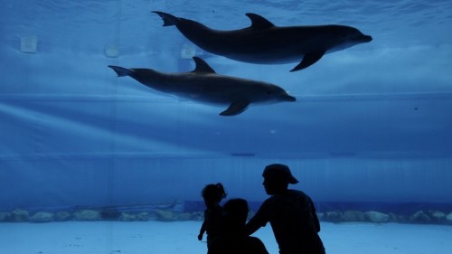 Can Animals Commit Rape or Murder?