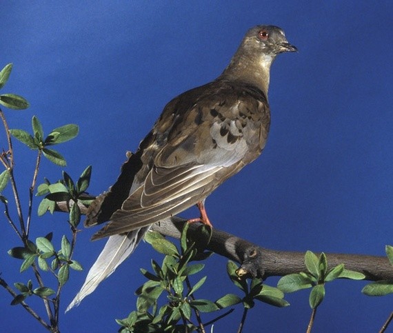 Martha, the Very Last Passenger Pigeon