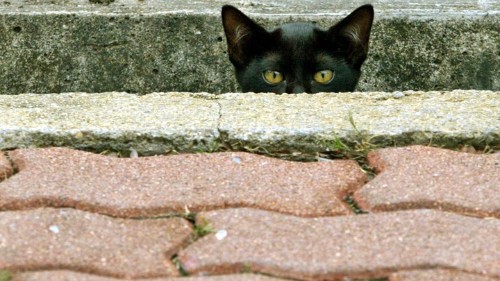 How to Stop a Bird-Murdering Cat