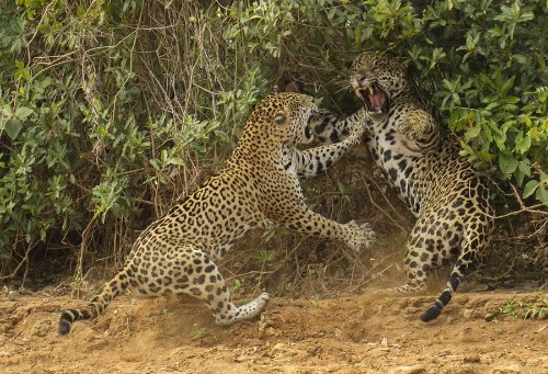 Wildlife Photographer of the Year 2013