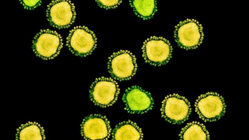 Why the Coronavirus Has Been So Successful