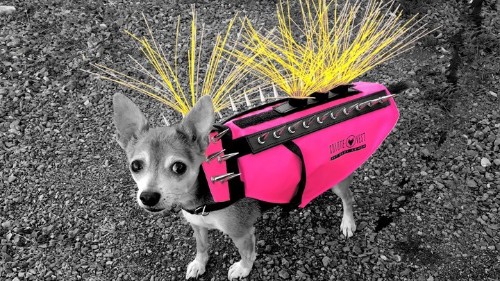 The Dog That’s Famous for Not Wanting to Be Eaten by a Coyote