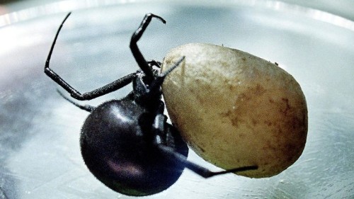 The Virus With Spider DNA