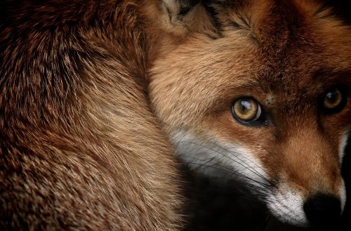 National Geographic Photo Contest 2013