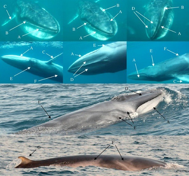 ‘Mysterious Whale Samples’ Found to Be From Elusive Species That Has Now Been Filmed in the Wild for the First Time