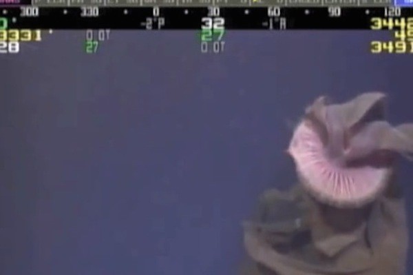 Watch as a Giant Deep-Sea Jellyfish Looms Into This ROV Camera’s Field of View