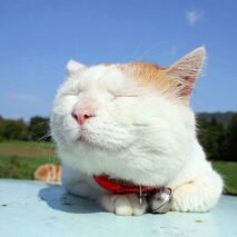 Flipboard profile picture for @burp
