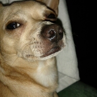 Flipboard profile picture for @Chihuahua