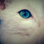 Flipboard profile picture for @Ruvo