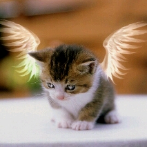 Flipboard profile picture for @Contented