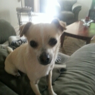 Flipboard profile picture for @doggies