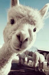Flipboard profile picture for @Microwave