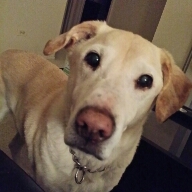 Flipboard profile picture for @lapdog