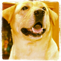 Flipboard profile picture for @idiotic