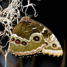 Flipboard profile picture for @mothballs