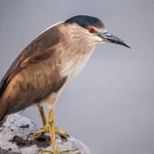 Shivakumar T - cover