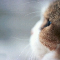 Flipboard profile picture for @elsachan