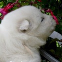 Flipboard profile picture for @Fluffy