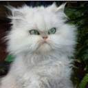 Flipboard profile picture for @janitor