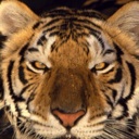 Flipboard profile picture for @free