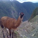 Flipboard profile picture for @soma
