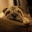 Flipboard profile picture for @sentiment