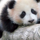 Flipboard profile picture for @Panda