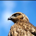Flipboard profile picture for @sarkar