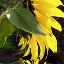 Flipboard profile picture for @sunflower