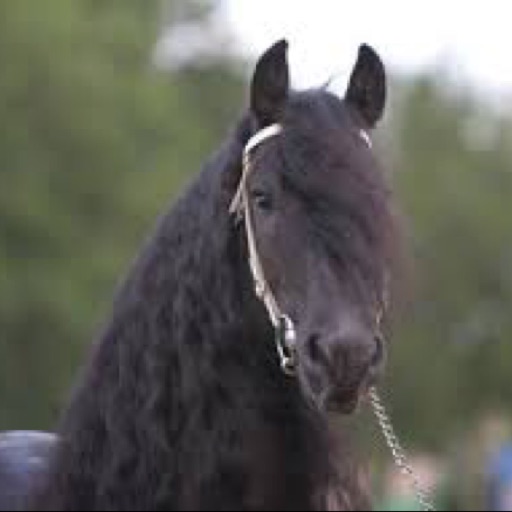 Avatar - Valerie Loves Horses