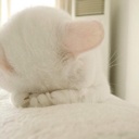 Flipboard profile picture for @Puss