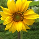 Flipboard profile picture for @Hays