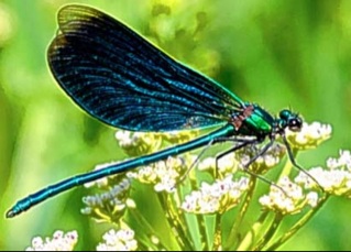 Flipboard profile picture for @dragonfly