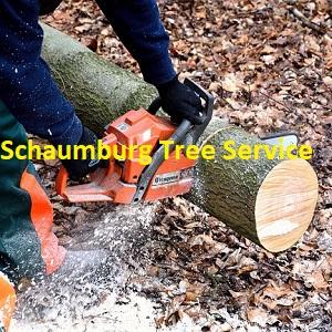 Avatar - Schaumburg Tree Service