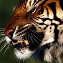 Flipboard profile picture for @Proc