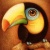 Flipboard profile picture for @woodpecker