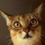 Flipboard profile picture for @imposter