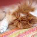Flipboard profile picture for @nonna