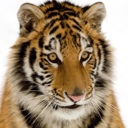 Flipboard profile picture for @Tiger