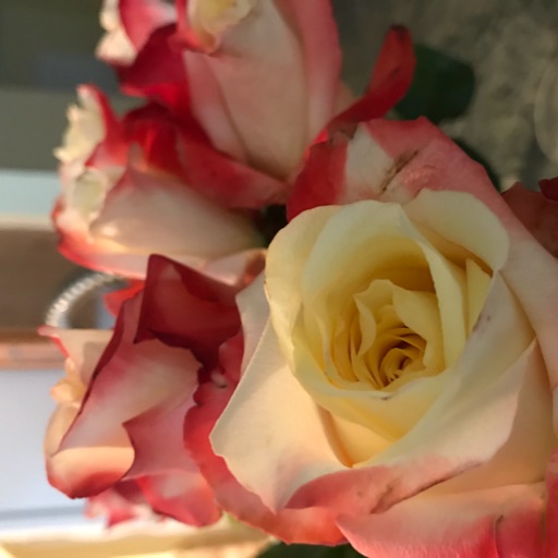 Avatar - Linda Shields