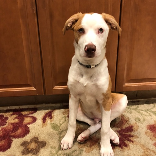 Avatar - David Kozodoy