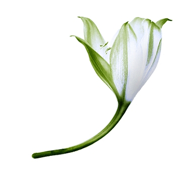 Avatar - lily marketing