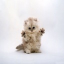 Flipboard profile picture for @jesus