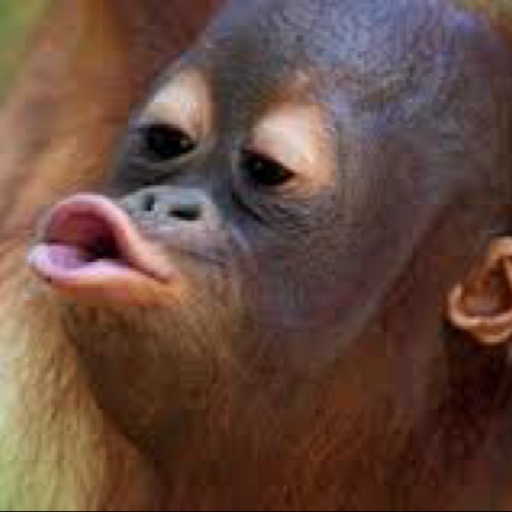 Avatar - Orangutan Sponsor
