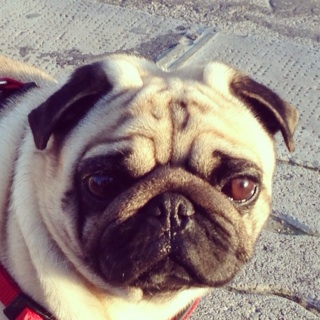 Flipboard profile picture for @pickled