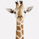 Flipboard profile picture for @trout