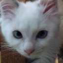 Flipboard profile picture for @kimcat
