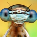 Flipboard profile picture for @inc