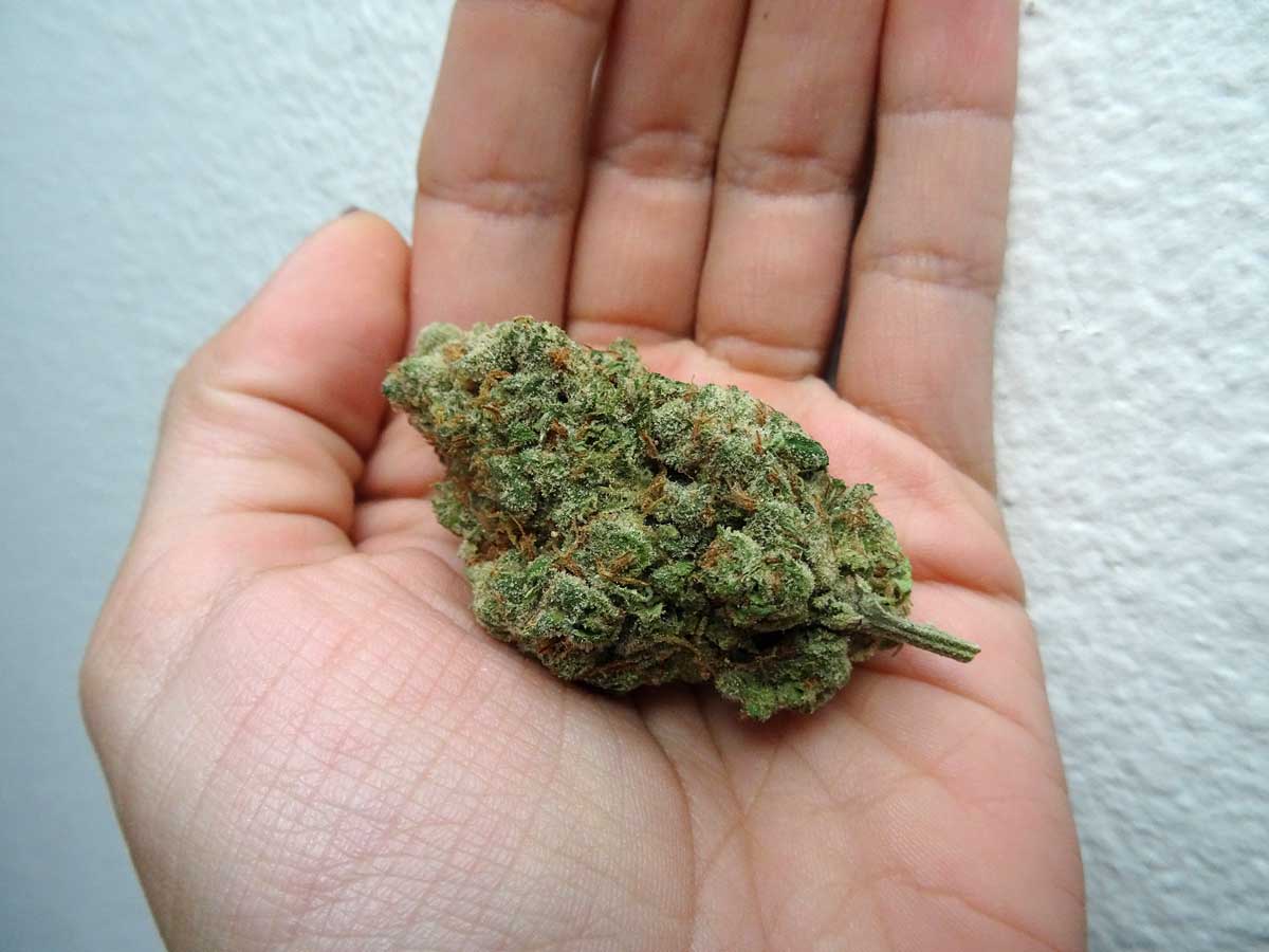 Марихуана шексна урожай 1 куста марихуаны